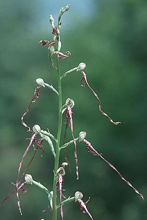 Himantoglossum adriaticum \ Adriatische Riemenzunge / Adriatic Lizard Orchid, I  Latium/Lazio, Torre Alfina 2.6.2002 