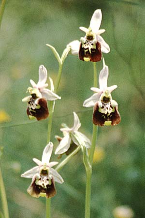Ophrys appennina / Appennins Late Spider Bee Orchid, I  Majella, Passo San Leonardo 8.6.2002 