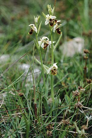 Ophrys tetraloniae / Tetralonia Late Spider Orchid (?), I  Lago del Benaco, Albisano 18.5.1996 