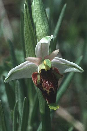 Ophrys dinarica / Dinarian Orchid, I  Abruzzo Montenero 13.5.1989 