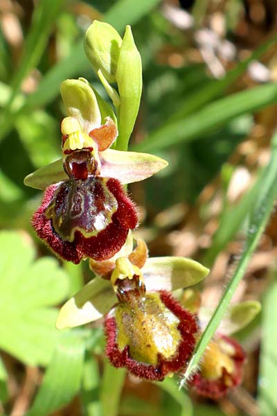 Ophrys incubacea x speculum, I   Rom   / Rome 8.4.2021 (Photo: Enzo Lanza)