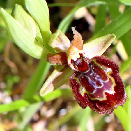Ophrys incubacea x speculum, I   Rom   / Rome 8.4.2021 (Photo: Enzo Lanza)