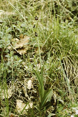 Ophrys insectifera \ Fliegen-Ragwurz / Fly Orchid, I  Gardasee, Torri del Benaco /  Lago del Benaco, Torri del Benaco 8.5.1986 
