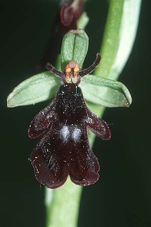 Ophrys insectifera \ Fliegen-Ragwurz / Fly Orchid, I  Friaul/Friuli, Tagliamento Tal / Valley 15.5.2004 