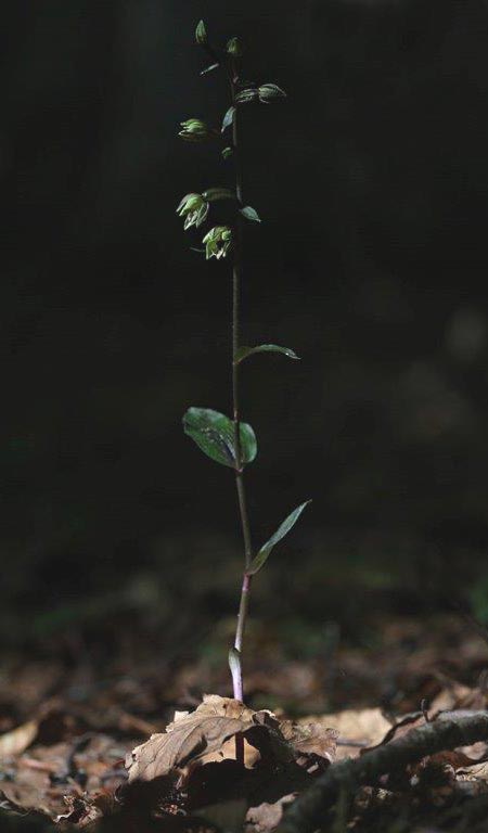 Epipactis ioessa \ Veilchenfarbene Ständelwurz (Locus classicus), I  Monte Pollino, Rotondo 6.8.2013 (Photo: Helmut Presser)