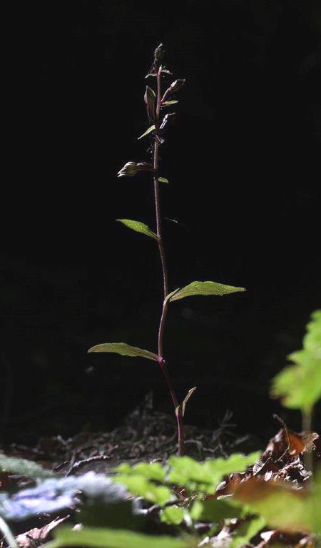Epipactis ioessa \ Veilchenfarbene Ständelwurz (Locus classicus), I  Monte Pollino, Rotondo 6.8.2013 (Photo: Helmut Presser)