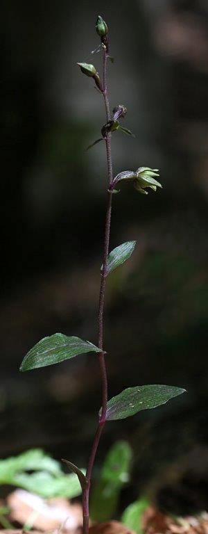 Epipactis ioessa \ Veilchenfarbene Ständelwurz (Locus classicus), I  Monte Pollino, Rotondo 6.8.2013 (Photo: Helmut Presser)