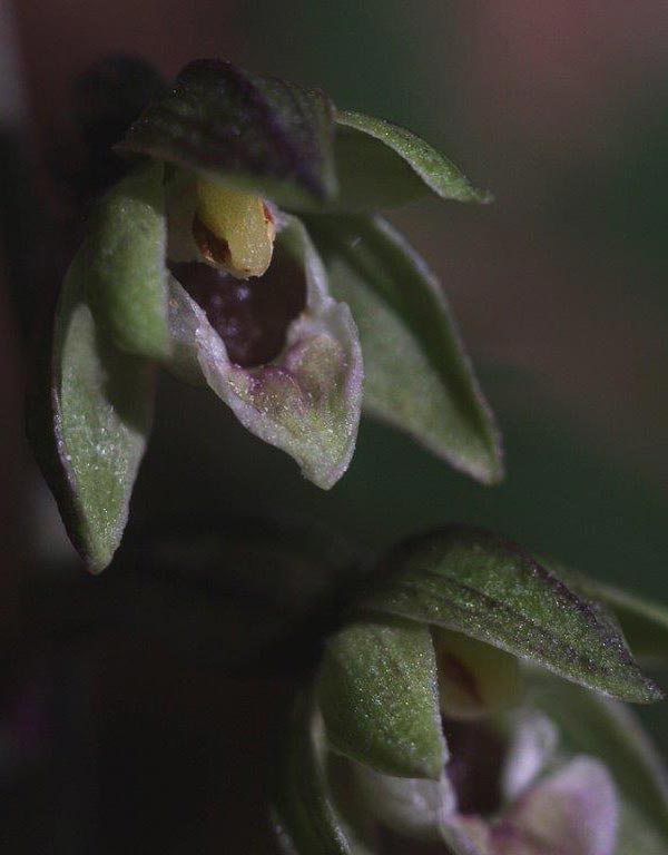 Epipactis ioessa \ Veilchenfarbene Ständelwurz (Locus classicus), I  Monte Pollino, Rotondo 6.8.2013 (Photo: Helmut Presser)