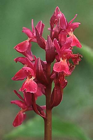 Dactylorhiza insularis x romana, I   Toscana, Monte Amiata 1.5.1989 