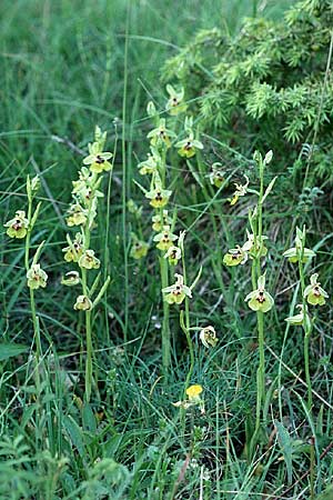 Ophrys lacaitae / Lacaita's Ophrys, I  Abruzzo Isernia 6.6.2002 