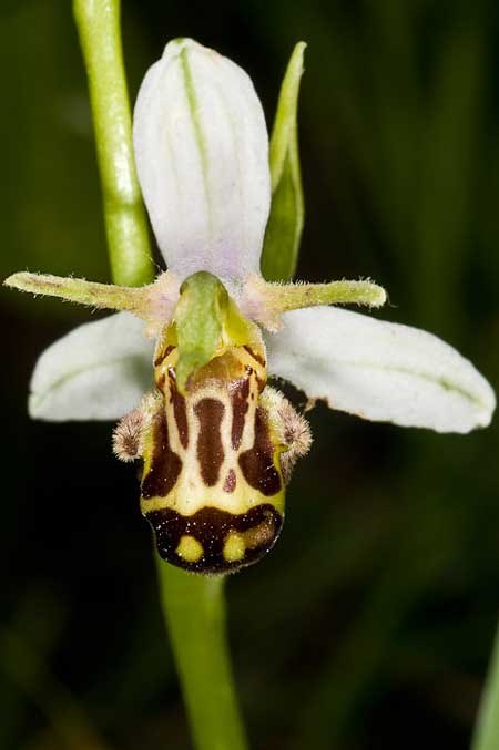 Ophrys apifera var. laetitiae / Joy Bee Orchid, I  Fermignano 30.5.2010 (Photo: J. M. I. Klaver)