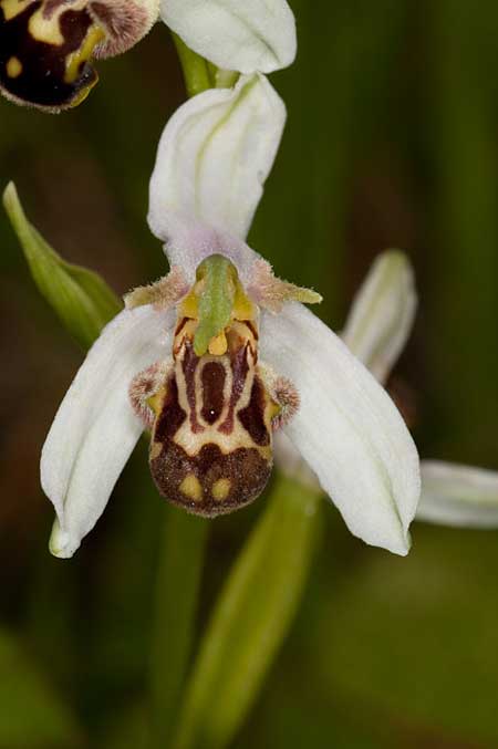 Ophrys apifera var. laetitiae / Joy Bee Orchid, I  Fermignano 30.5.2010 (Photo: J. M. I. Klaver)