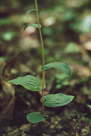 Epipactis latina \ Römische Ständelwurz / Roman Helleborine (verblüht / withered), I  Insel/island Elba, Monte Perone bei/near Torre Giovanni 19.6.1996 