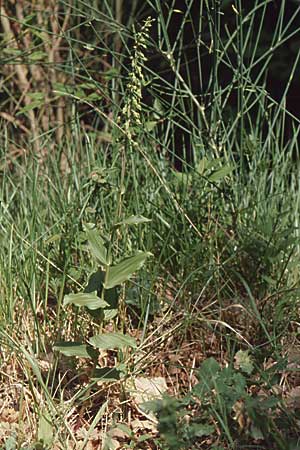 Epipactis latina \ Römische Ständelwurz / Roman Helleborine, I  Cilento 4.6.2002 