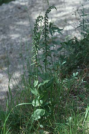 Epipactis latina \ Römische Ständelwurz / Roman Helleborine, I  Monte Pollino 6.6.2002 