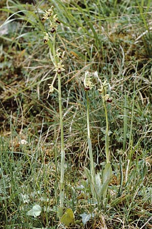 Ophrys ausonia \ Monti-Ausoni-Ragwurz, I  Abruzzen Isernia 3.5.1985 