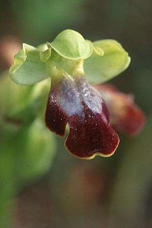 Ophrys bilunulata / Double-Crescent Bee Orchid, I  Grottaglie near Taranto 8.4.1998 