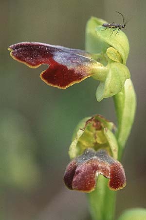 Ophrys bilunulata / Double-Crescent Bee Orchid, I  Grottaglie near Taranto 8.4.1998 