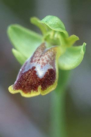 Ophrys bilunulata / Double-Crescent Bee Orchid, I  Promontorio del Gargano, Mattinata 9.4.1998 