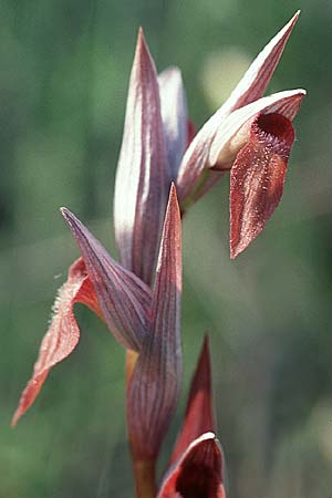 Serapias vomeracea subsp. longipetala \ Langlippen-Zungenständel / Long-Lipped Serapias, I  Trasimeno-See/Lake 1.6.2002 