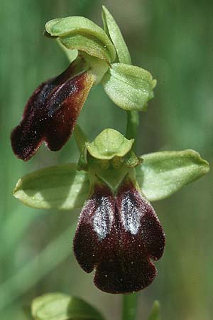 Ophrys lucana \ Lukanische Ragwurz / Lucanian Orchid, I  Prov. Potenza 6.6.2002 
