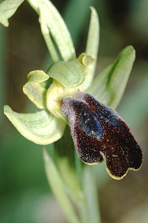 Ophrys lucana \ Lukanische Ragwurz / Lucanian Orchid, I  Prov. Potenza 6.6.2002 