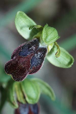 Ophrys lucana \ Lukanische Ragwurz / Lucanian Orchid, I  Prov. Potenza 6.6.2002 