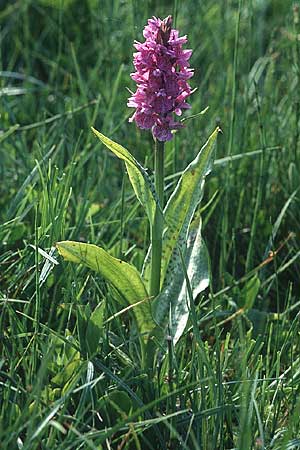 Dactylorhiza maculata / Spotted Orchid, I  Lago Calamone 15.6.1996 