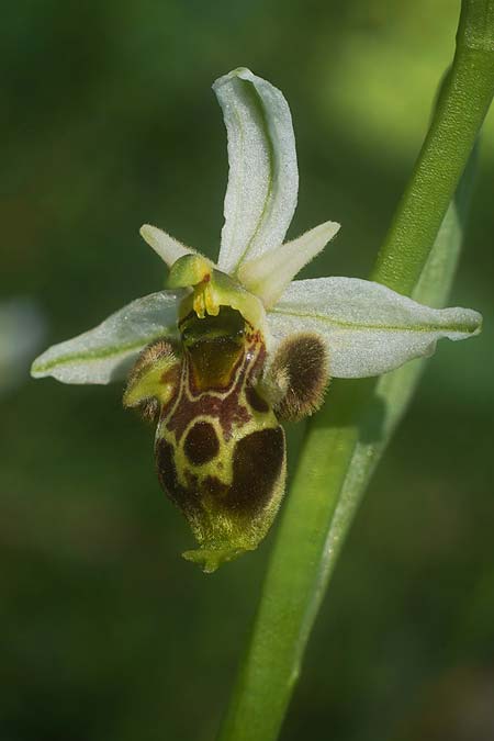 Ophrys montis-gargani \ Gargano-Ragwurz / Gargano Orchid ('mattinatae' Locus Classicus), I  Promontorio del Gargano, Mattinata 3.5.2026 (Photo: Helmut Presser)