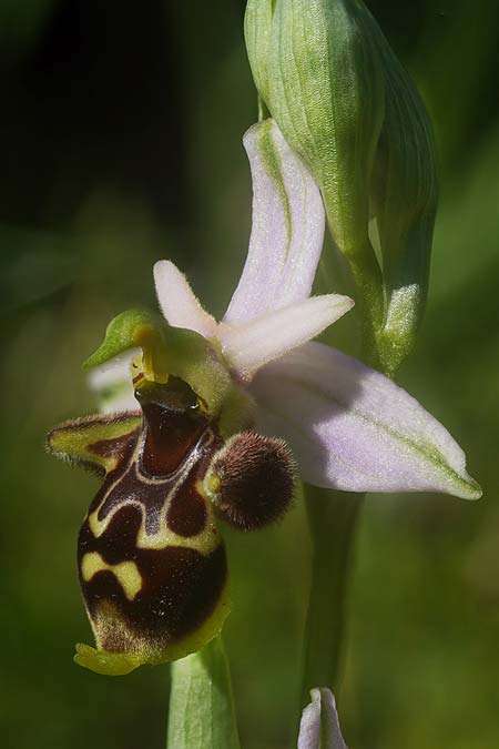 Ophrys montis-gargani \ Gargano-Ragwurz / Gargano Orchid ('mattinatae' Locus Classicus), I  Promontorio del Gargano, Mattinata 3.5.2026 (Photo: Helmut Presser)