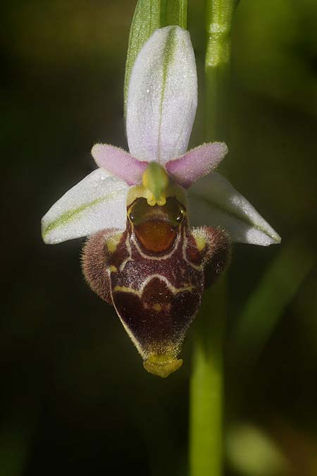 Ophrys montis-gargani \ Gargano-Ragwurz / Gargano Orchid ('mattinatae' Locus Classicus), I  Promontorio del Gargano, Mattinata 3.5.2026 (Photo: Helmut Presser)