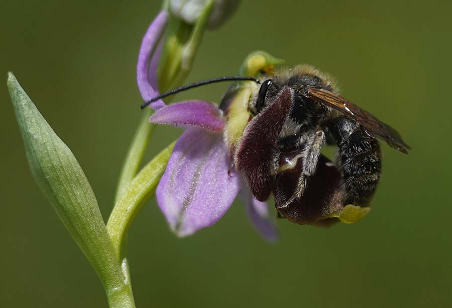 Ophrys montis-gargani \ Gargano-Ragwurz / Gargano Orchid (mit Best&auml;uber-Biene / with pollinating bee), I  Promontorio del Gargano, Peschici 4.5.2026 (Photo: Helmut Presser)