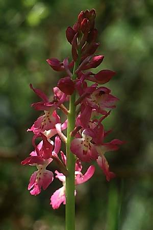 Orchis mascula x provincialis, I   Abruzzen/Abruzzo 4.5.1989 