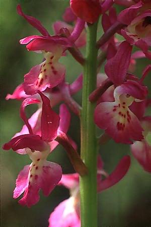 Orchis mascula x provincialis, I   Abruzzen/Abruzzo 4.5.1989 