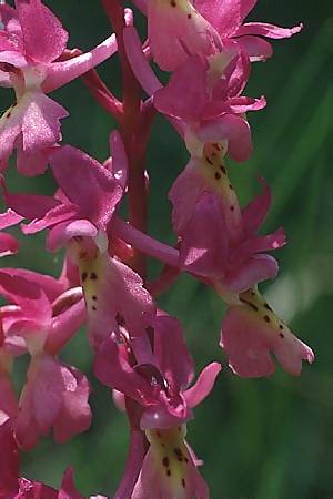 Orchis mascula x pauciflora, I   Abruzzen/Abruzzo 5.5.1989 