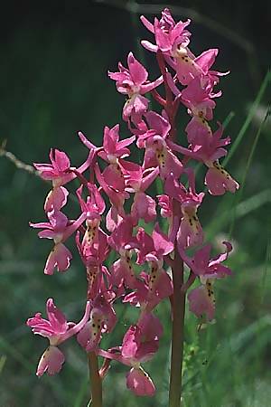 Orchis mascula x pauciflora, I   Abruzzen/Abruzzo 5.5.1989 