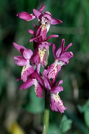 Orchis mascula x pauciflora, I   Assisi, Monte Subasio 17.5.2005 