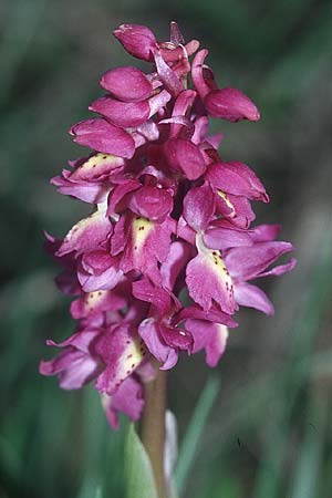 Orchis mascula x pauciflora, I   Assisi, Monte Subasio 17.5.2005 