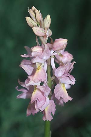 Orchis mascula x pauciflora, I   Assisi, Monte Subasio 17.5.2005 