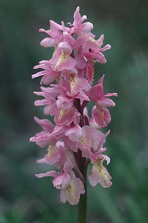 Orchis mascula x pauciflora, I   Assisi, Monte Subasio 17.5.2005 