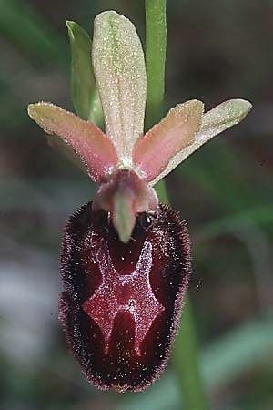 Ophrys aurelia x incubacea subsp. castri-caesaris, I   Albenga 25.5.2001 