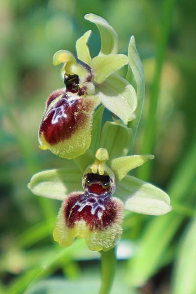Ophrys argentaria x neglecta, I   Rom   / Rome 8.4.2021 (Photo: Enzo Lanza)