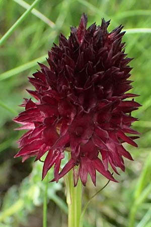 Nigritella rhellicani \ Schwarzes Kohlr&ouml;schen / Vanilla Orchid, I  Passo di Gavia 6.7.2026 