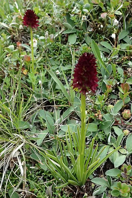 Nigritella rhellicani \ Schwarzes Kohlr&ouml;schen / Vanilla Orchid, I  Passo di Gavia 6.7.2026 