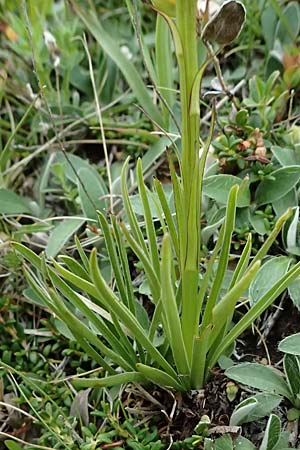 Nigritella rhellicani \ Schwarzes Kohlr&ouml;schen / Vanilla Orchid, I  Passo di Gavia 6.7.2026 