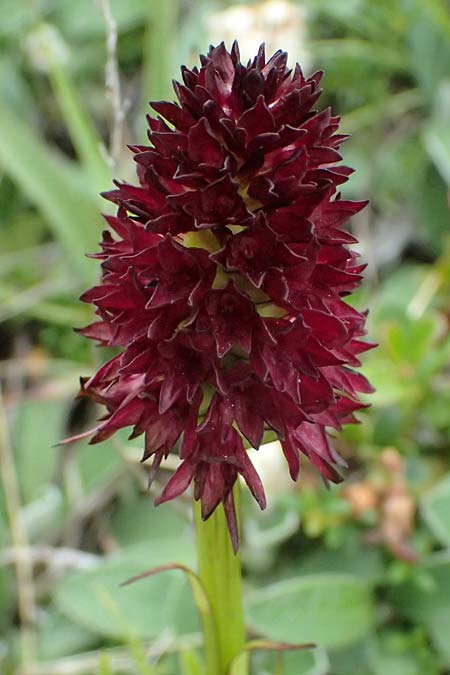 Nigritella rhellicani \ Schwarzes Kohlr&ouml;schen / Vanilla Orchid, I  Passo di Gavia 6.7.2026 