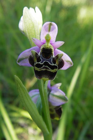Ophrys vetula \ Seealpen-Ragwurz / Maritine Alps Bee Orchid, I  Liguria, Dolcedo 23.5.2013 