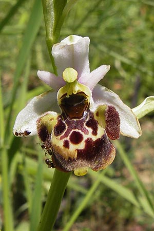 Ophrys vetula \ Seealpen-Ragwurz / Maritine Alps Bee Orchid, I  Liguria, Dolcedo 23.5.2013 