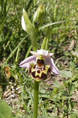 Ophrys vetula \ Seealpen-Ragwurz / Maritine Alps Bee Orchid, I  Liguria, Dolcedo 23.5.2013 