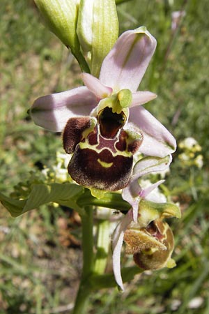 Ophrys vetula \ Seealpen-Ragwurz / Maritine Alps Bee Orchid, I  Liguria, Dolcedo 23.5.2013 